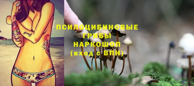 Псилоцибиновые грибы Cubensis  Баксан 